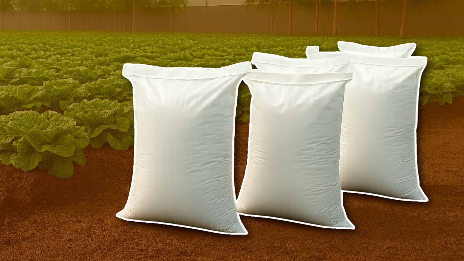 Cuatro sacos blancos sobre fondo de un campo de lechuga.