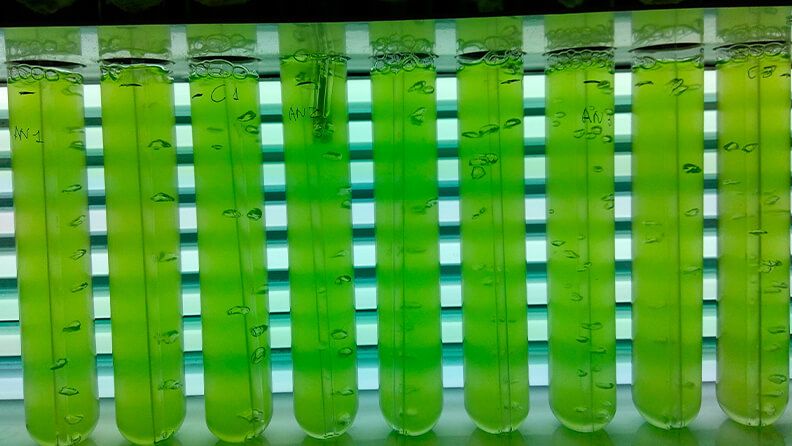 Microalgas.