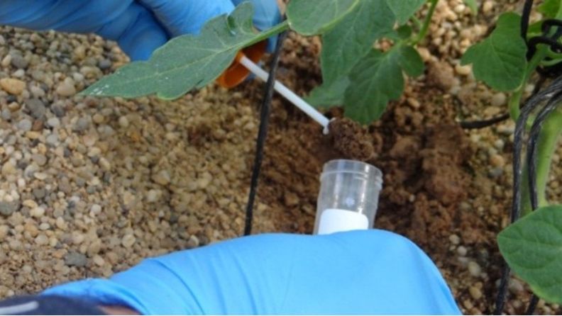Una mano enguantada aplica polvo de un tubo a la tierra de una planta.