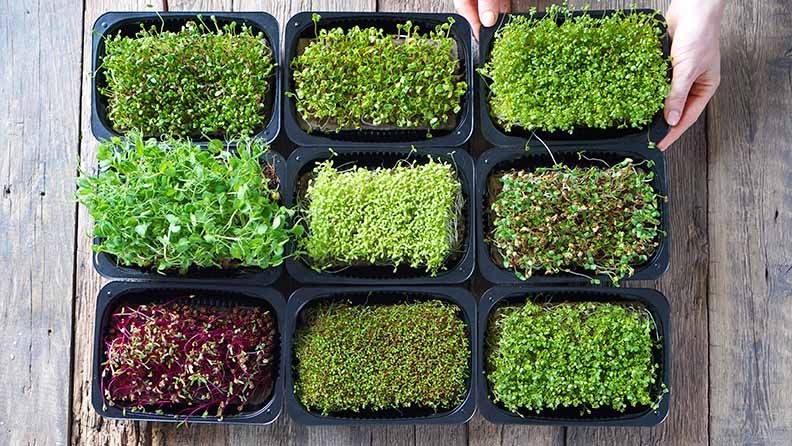 'Microgreens'.