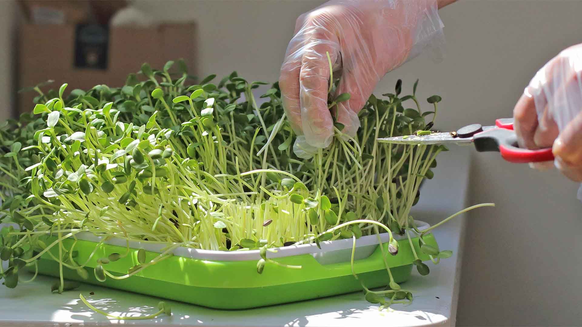 Manos enguantadas cosechando microgreens verdes frescos con tijeras.