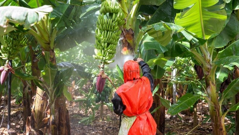 Trabajador con traje de protección aplicando tratamiento fitosanitario contra la mosca blanca espiral en una plantación de platanera