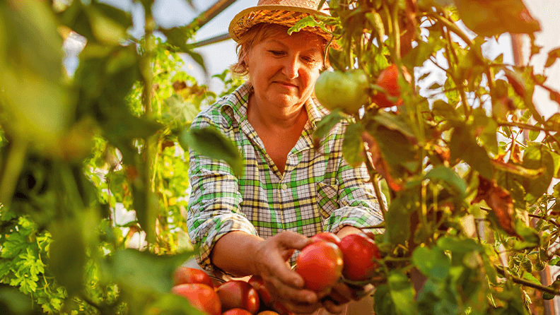 Agricultora cosecha tomates
