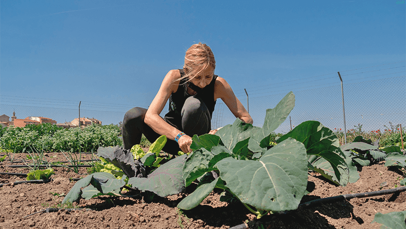 Mujer cosecha remolacha en un campo español