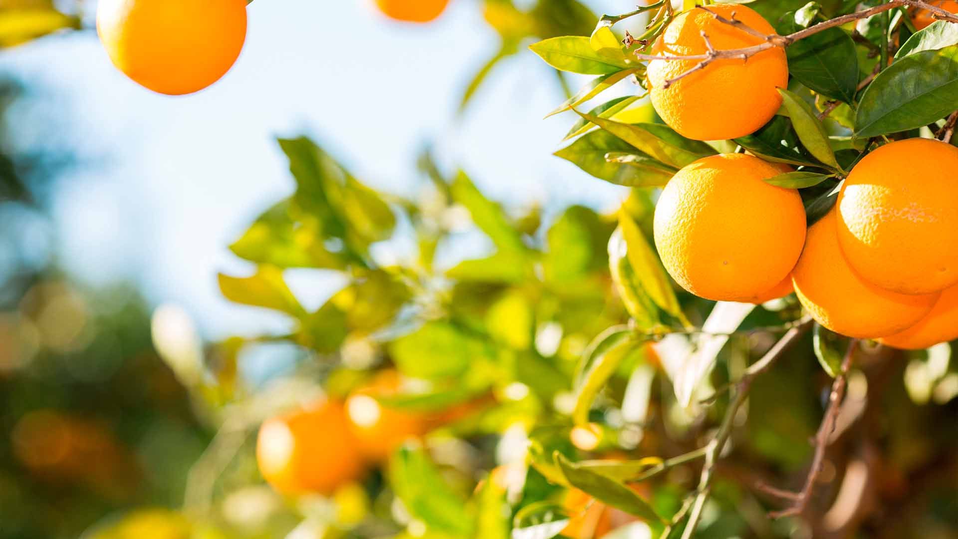 Naranjas en Valencia.