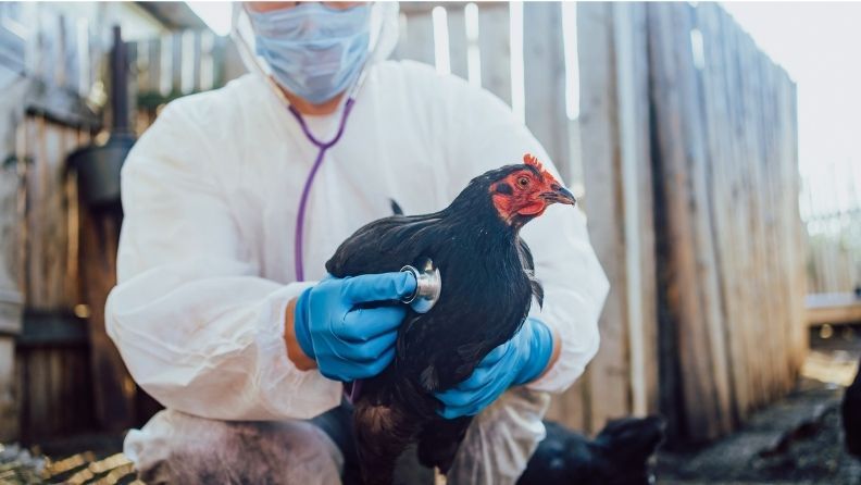 Un trabajador de la salud examinando a una gallina con estetoscopio en un corral.