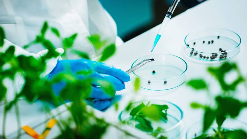 Laboratorio para el desarrollo de nuevas variedades vegetales.