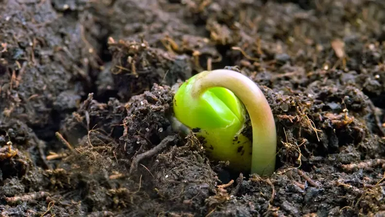 Planta en desarrollo