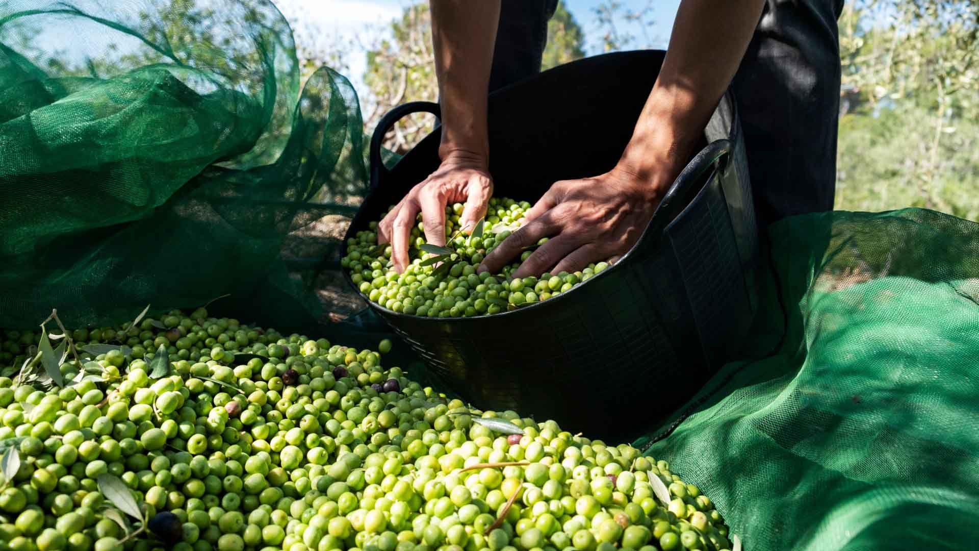 Cosecha de la oliva en España.