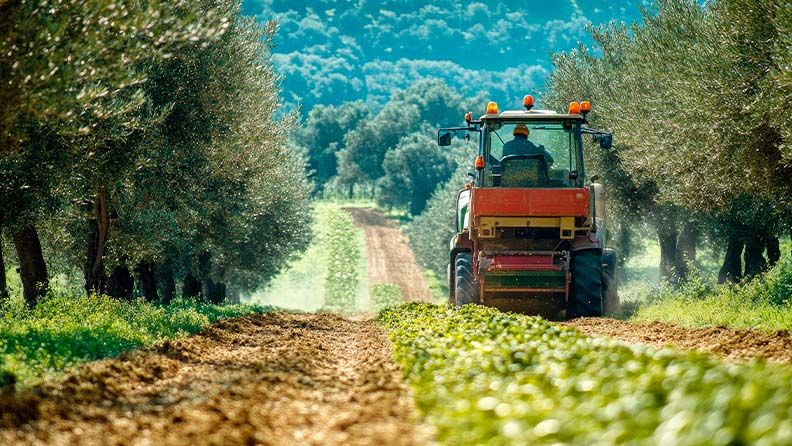 Tractor trabajando en un campo de olivos bajo el sol.