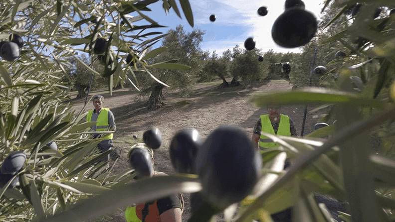 Imagen principal: labores de recogida de la aceituna en un olivar de Úbeda en Jaén. Foto: EFE/ Jose Manuel Pedrosa.