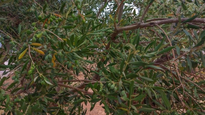 Ramas de olivo cargadas de aceitunas verdes aún sin madurar, en una plantación con calles de tierra entre los árboles