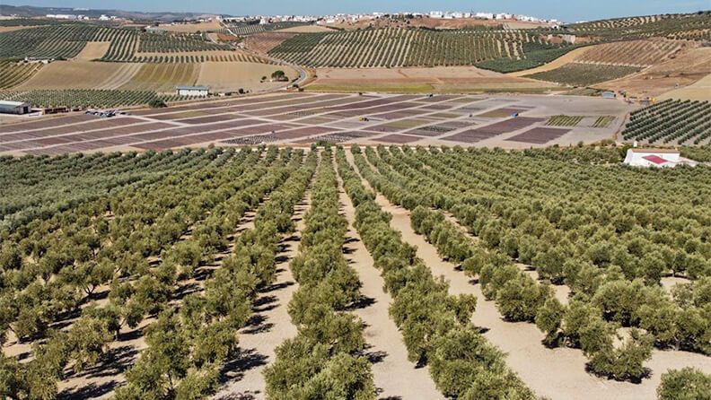 Campo con olivos en Córdoba (España). Efeagro/Rafa Alcaide.