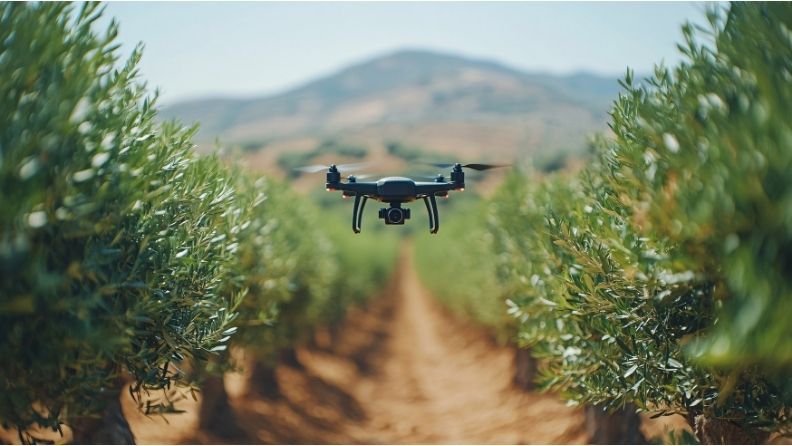 Drone sobrevuela un campo de olivos 