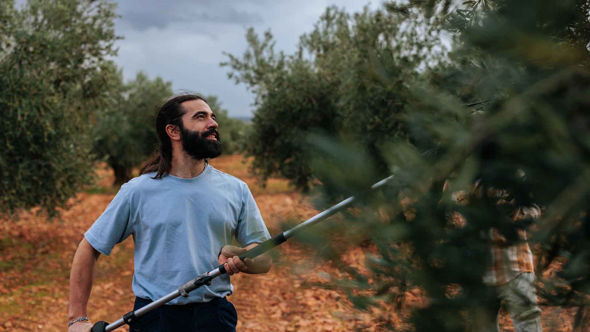 Un joven agricultor cosecha oliva.