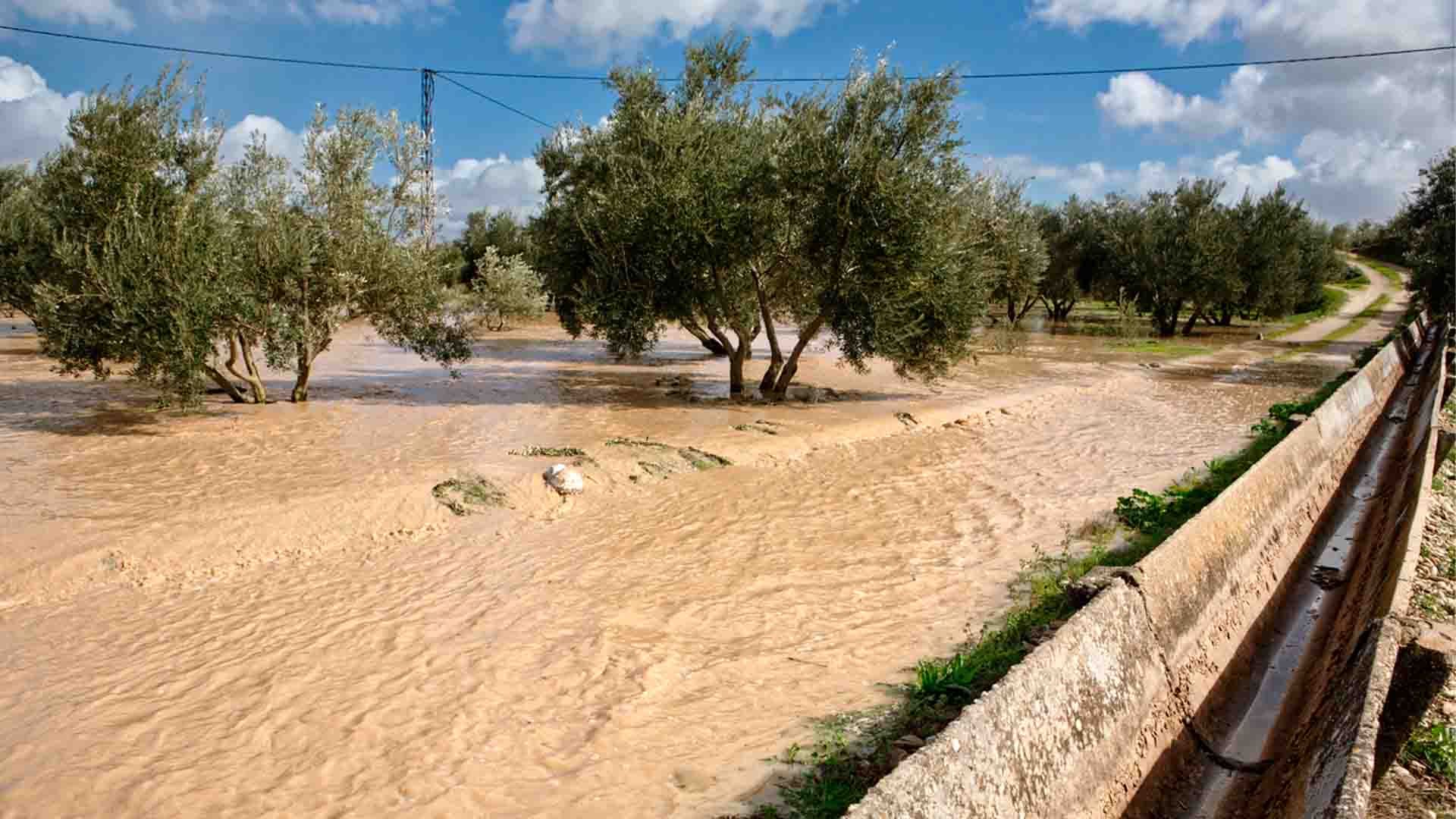 Olivar inundado.