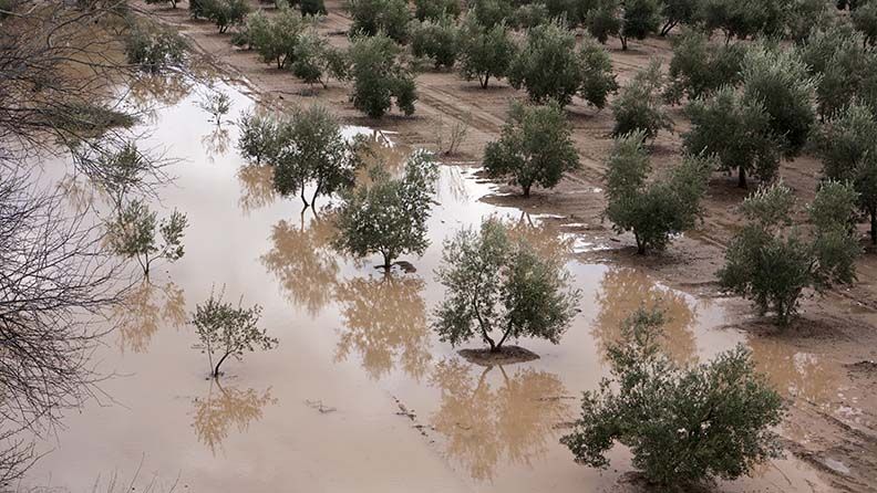 Cultivo de olivos, inundado por fuertes lluvias