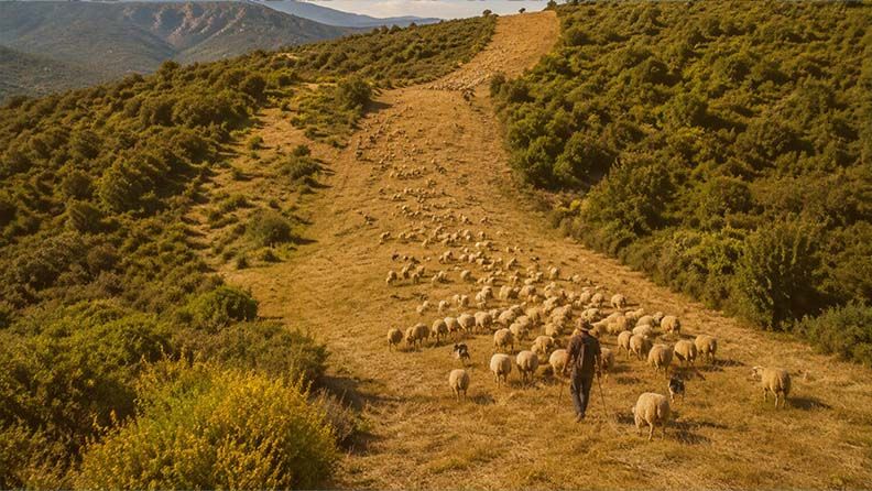 Un pastor guía un rebaño de ovejas y perros por una ladera montañosa soleada.