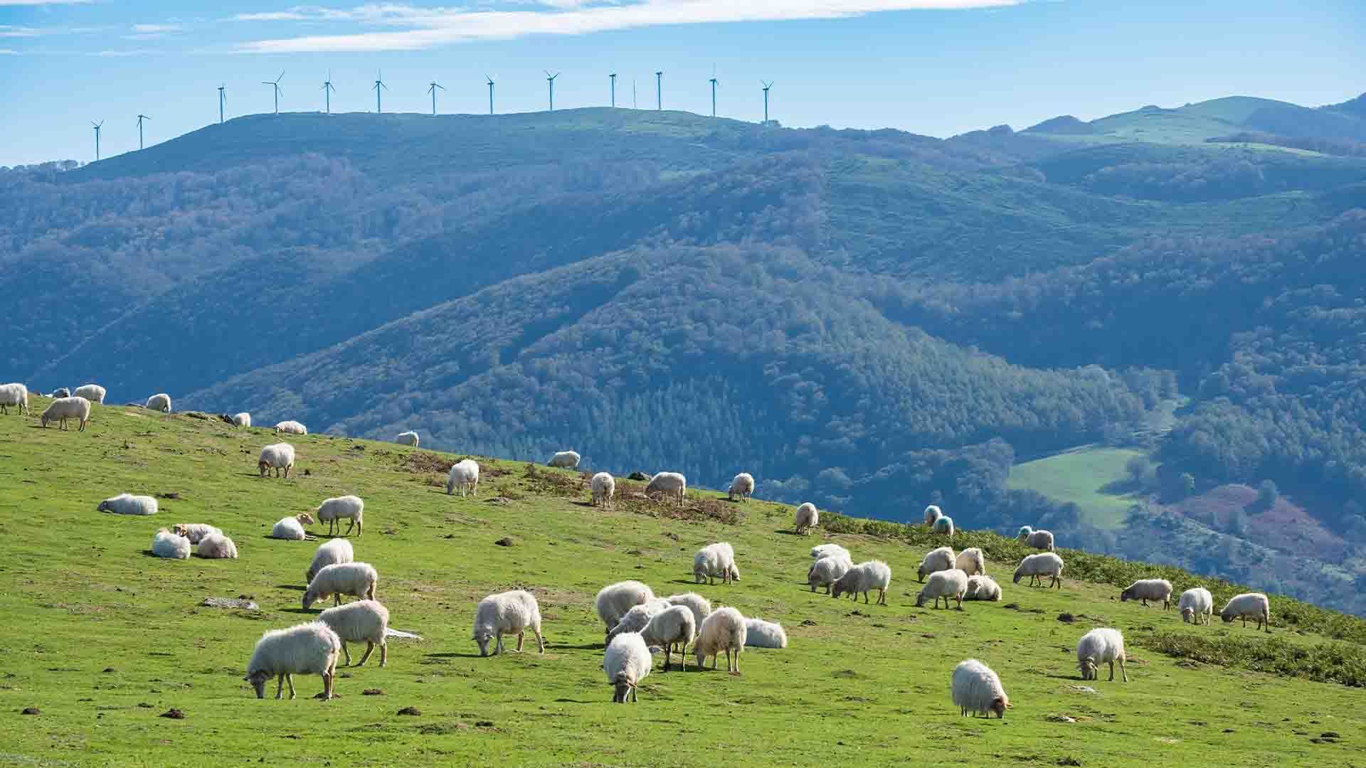 Ovejas pastan en una verde colina, con montañas boscosas y molinos de viento.