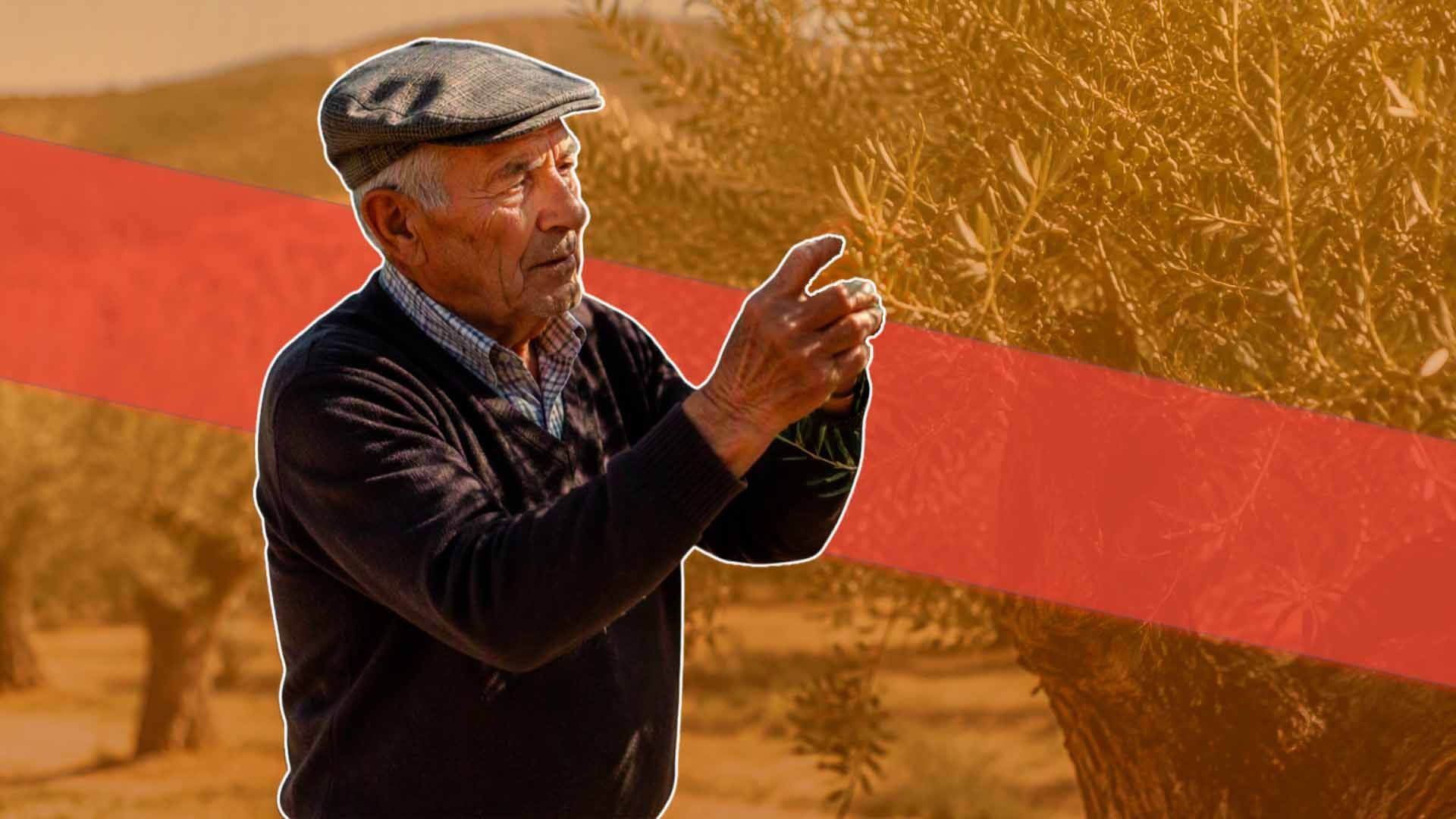 Agricultor de edad avanzada (70-80 años) trabajando en un olivar tradicional.