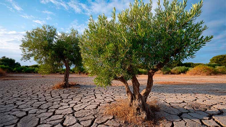 Arbustos crecen en suelo agrietado, en un paisaje árido.