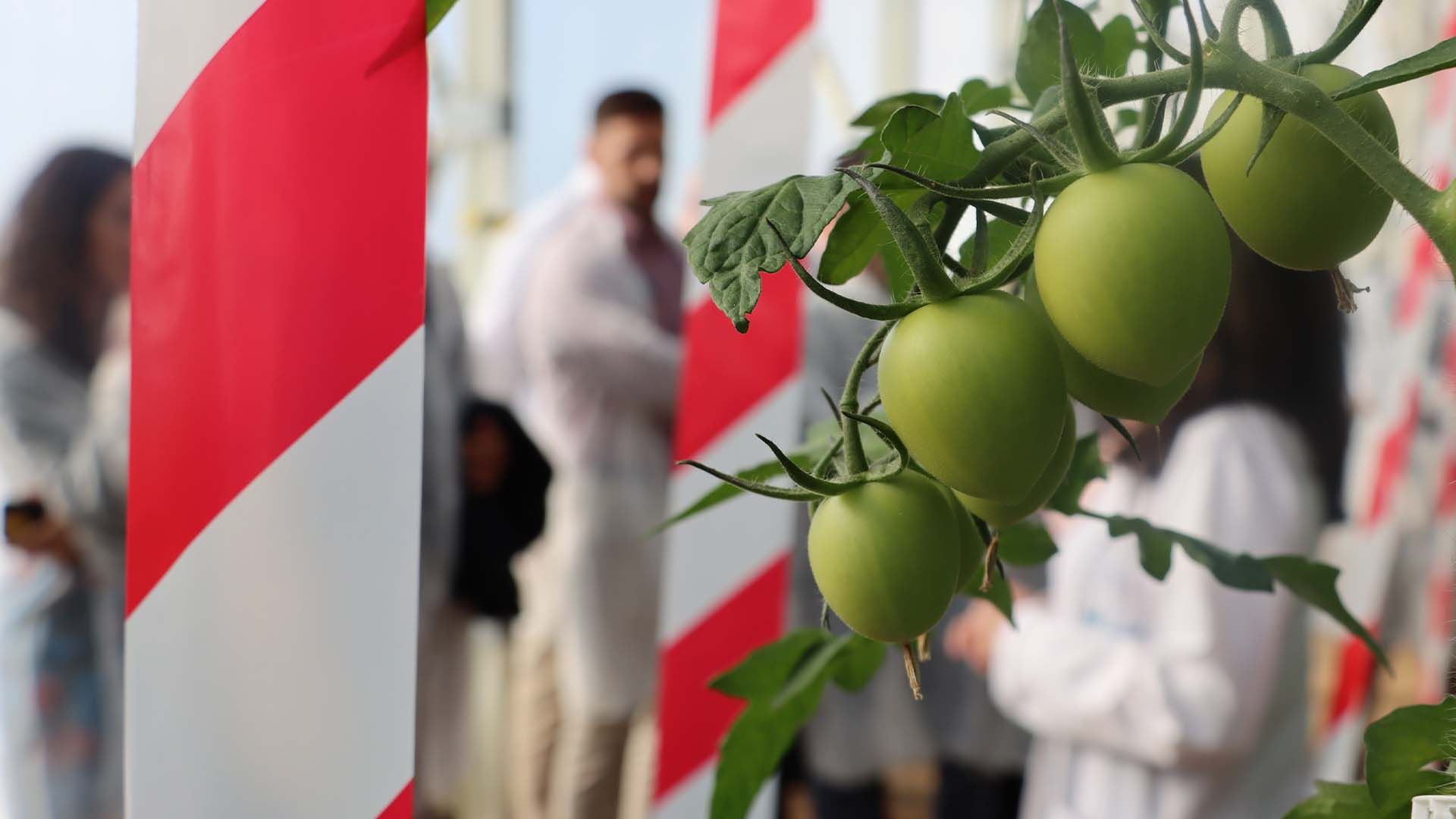 Visita a un ensayo en la Estación Experimental Cajamar.