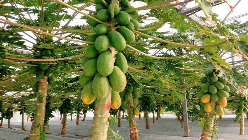 Plantación de papaya Siluet
