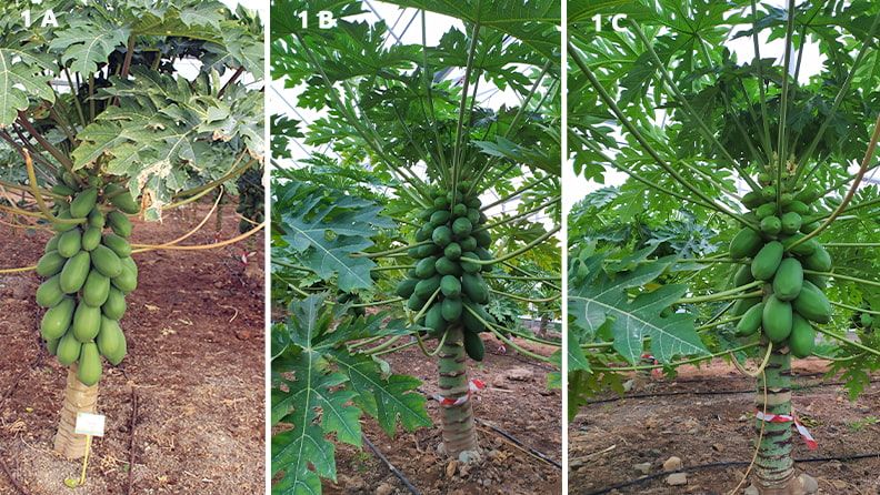 Figura 1. Selección de variedades híbridas de papaya cultivadas en invernadero en el proyecto CARISMED. 
