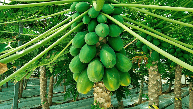 Cultivo de papaya en invernadero