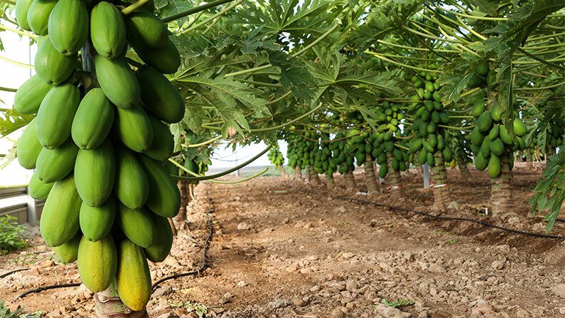 Cultivo de papaya en la Estación Experimental Cajamar.