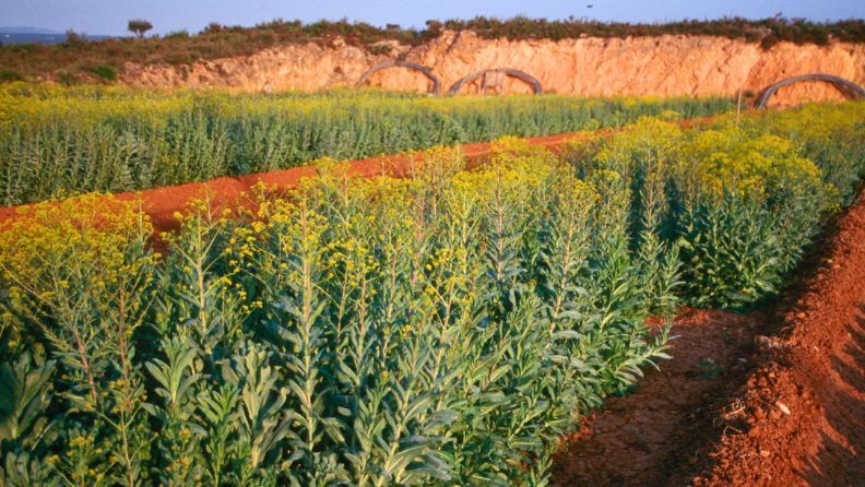 Parcela de añil (Isatis tinctoria) en plena floración, con flores amarillas