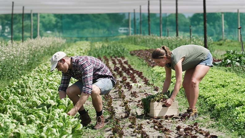 Un hombre y una mujer en un invernadero cosechando lechuga en un campo.