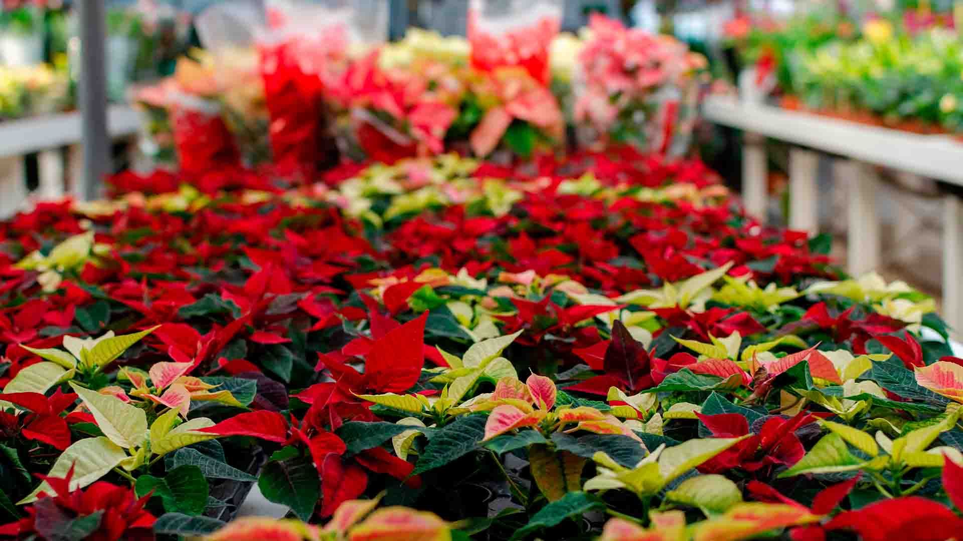 Ejemplares de flor de pascua en vivero.