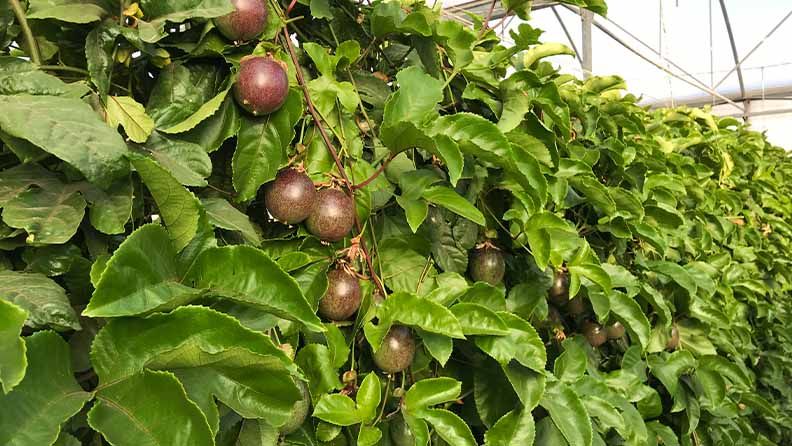 Cultivo de maracuyá en 'Las Palmerillas'.