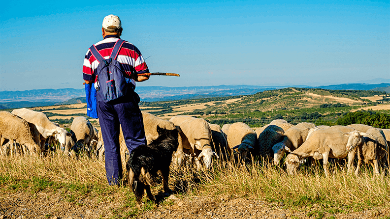 Pastor con un rebaño de ovejas, Loarre, España