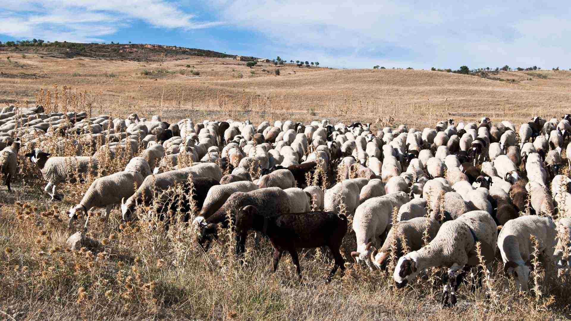 Rebaño de ovejas pastando.