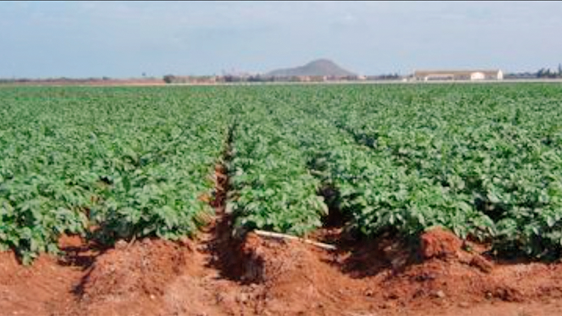 Vista de un campo cultivado de patatas
