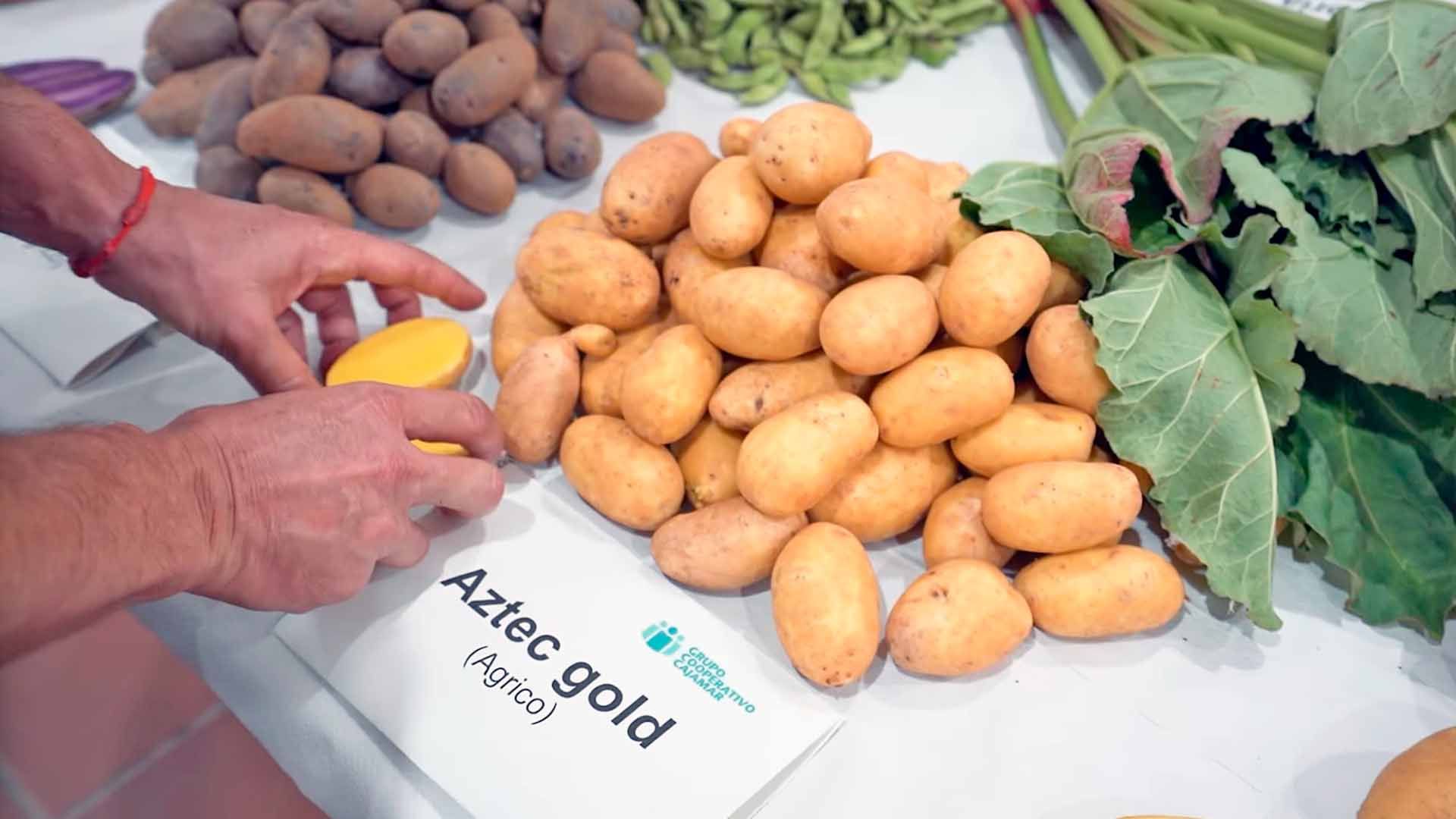 Variedades de patata en el Centro de Experiencias Cajamar.