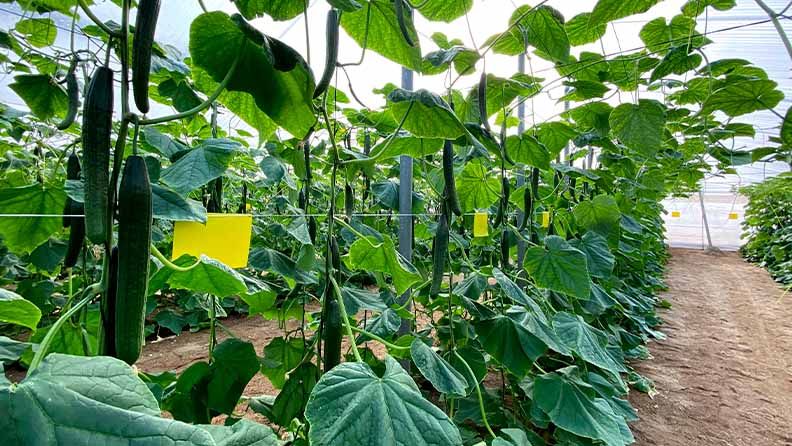 Plantas de calabacín creciendo en un invernadero con hojas verdes y frutos colgando.