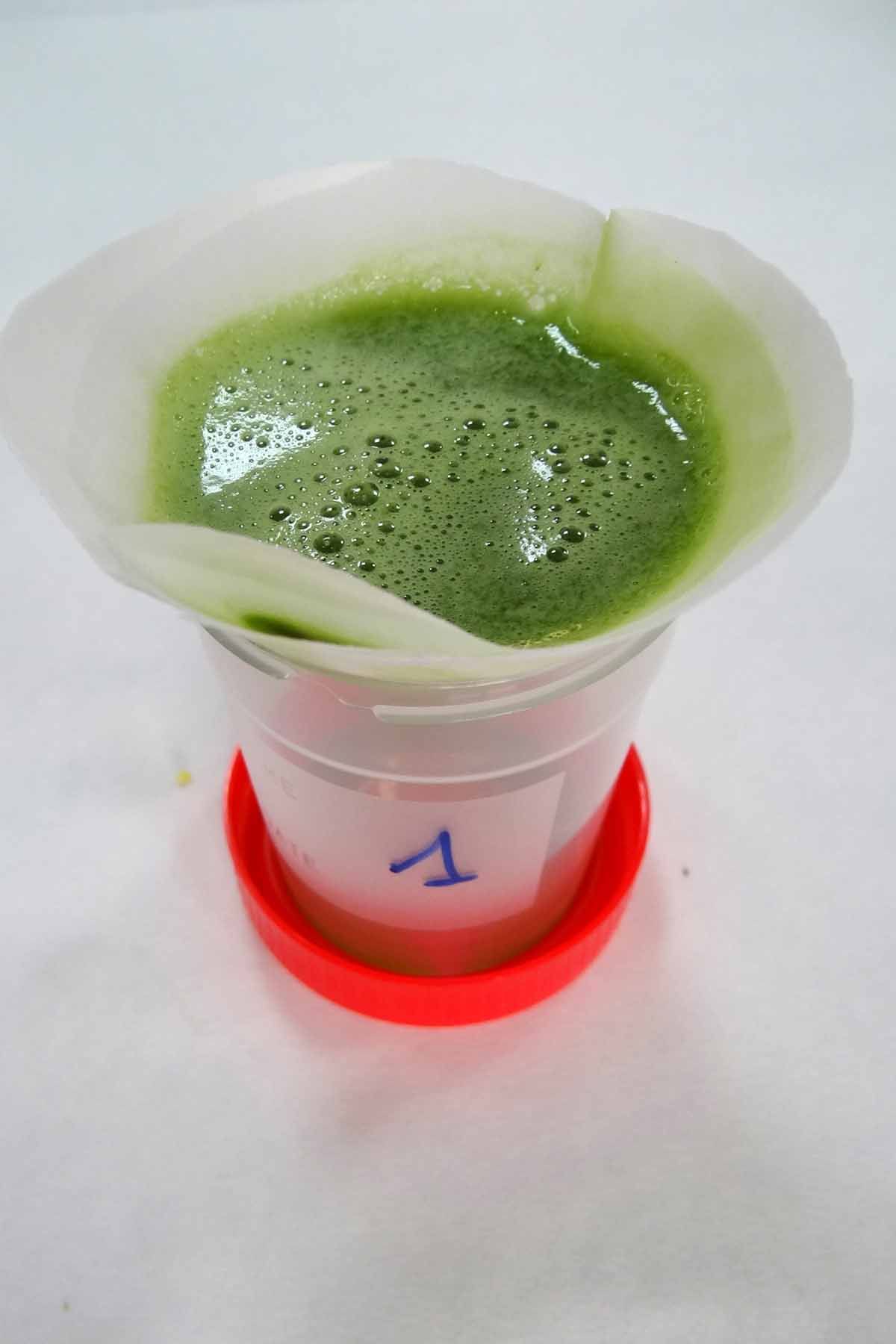 Extracción del jugo de pepino mediante filtración en papel, una técnica utilizada en el análisis de sus propiedades bioactivas y capacidad antioxidante
