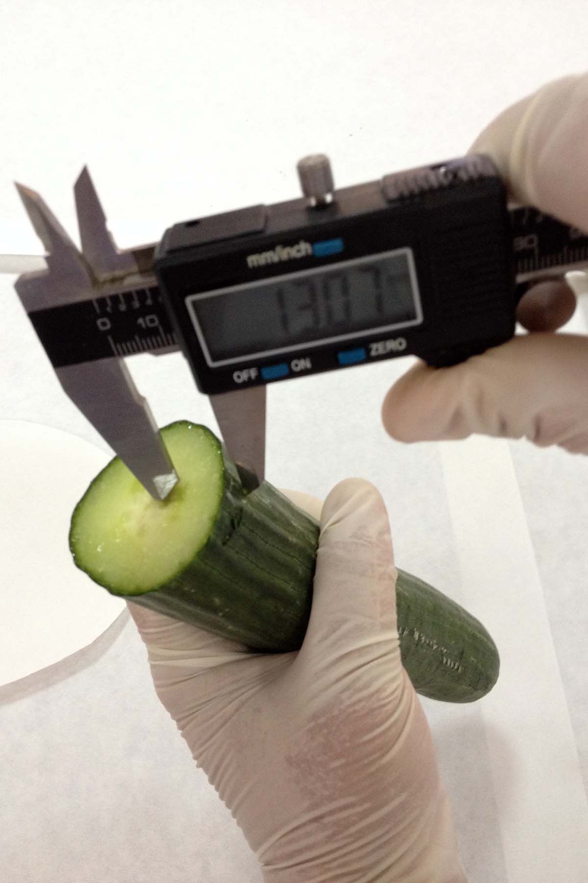 Medición del grosor de la corteza del pepino con calibre digital (13,07 mm), un parámetro clave en la evaluación de la calidad comercial del fruto.