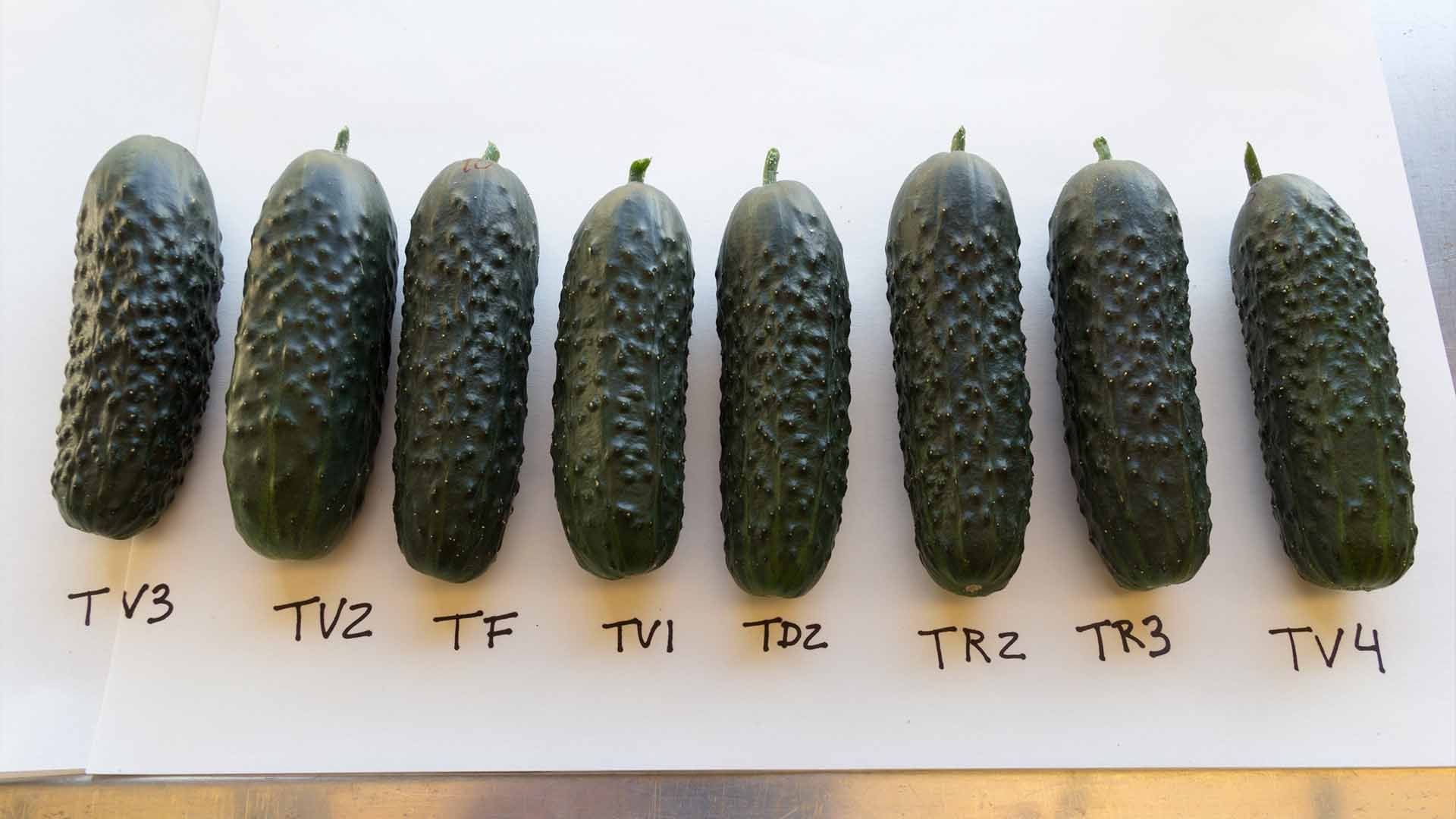 Pepinos etiquetados con distintos tratamientos de ensayo