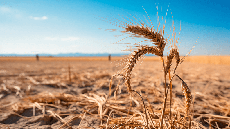 Sequía y pérdida de cosechas. El concepto de hambre y seguridad alimentaria del planeta.