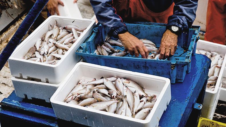 Un pescador clasificando el pescado a bordo.