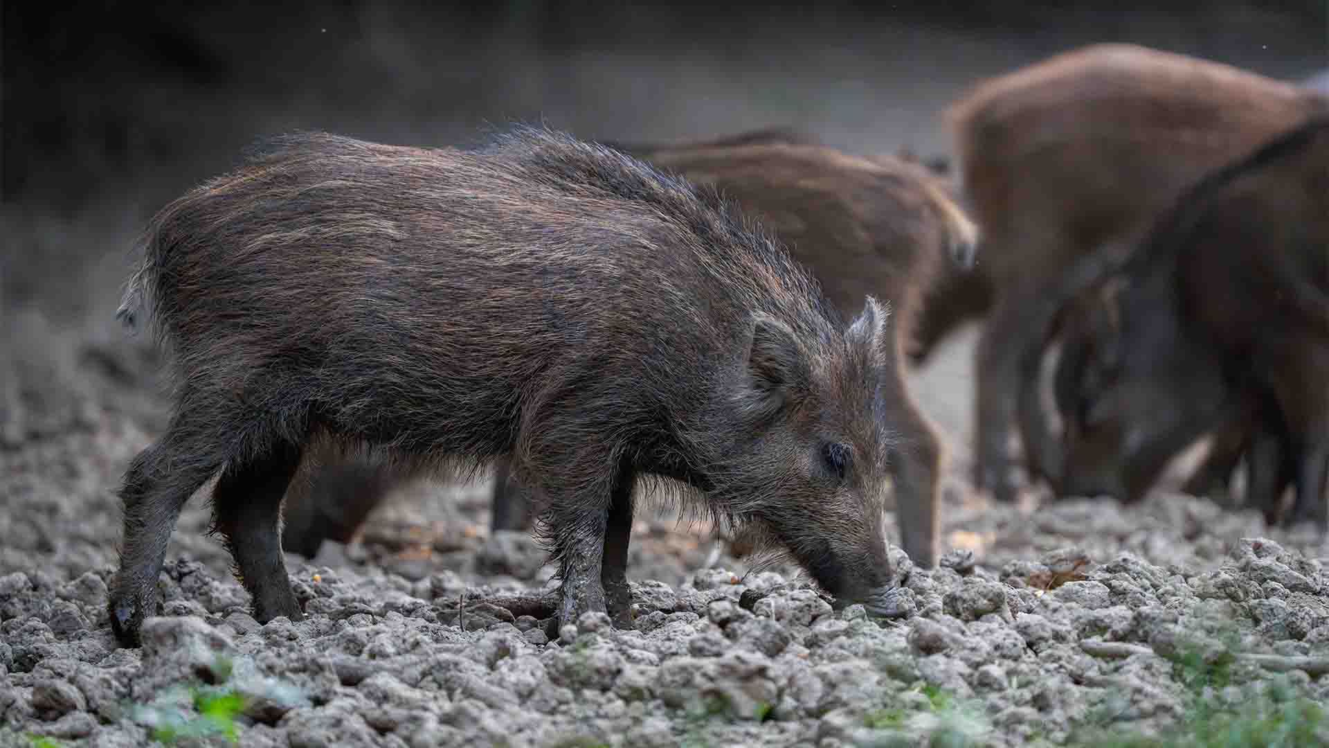 Grupo de jabalíes en un terreno fangoso.