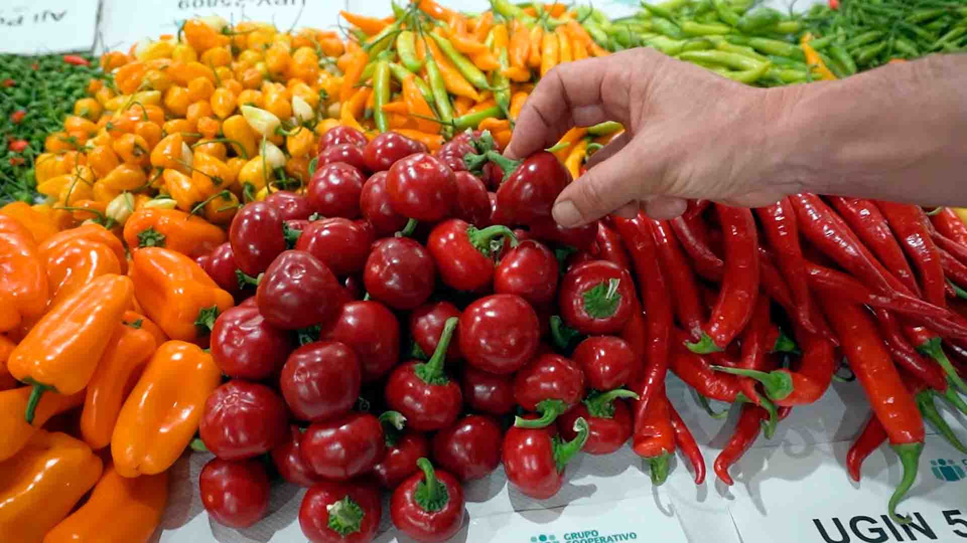 Variedades de pimiento en el Centro de Experiencias Cajamar.