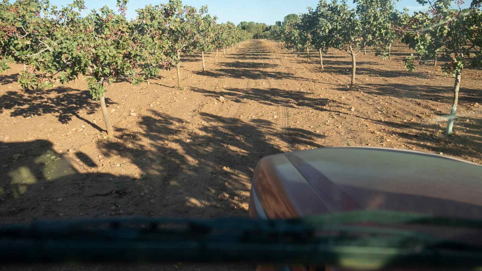 Los mayores incrementos de precio se registran en frutos secos de secano (6,7 %) y arroz (5,1 %)