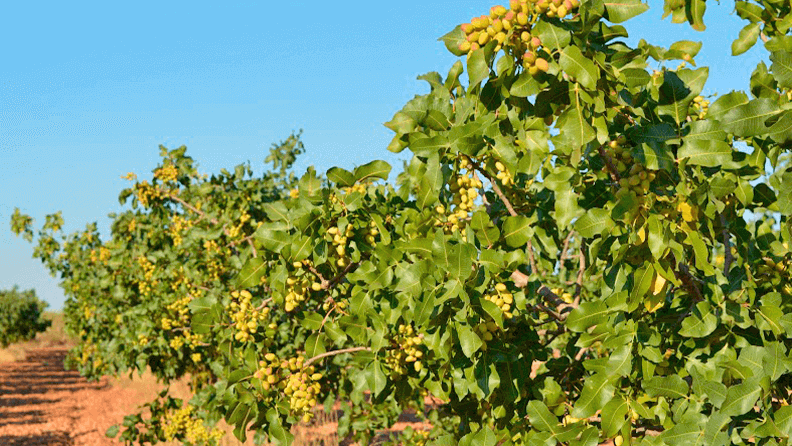 Cultivo de pistacho ecológico. Efeagro/Cedida por Iberopistacho
