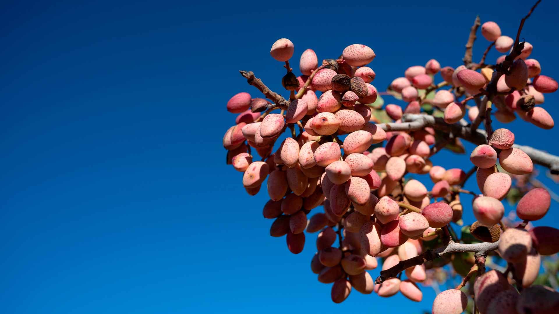 Cultivo de pistacho.