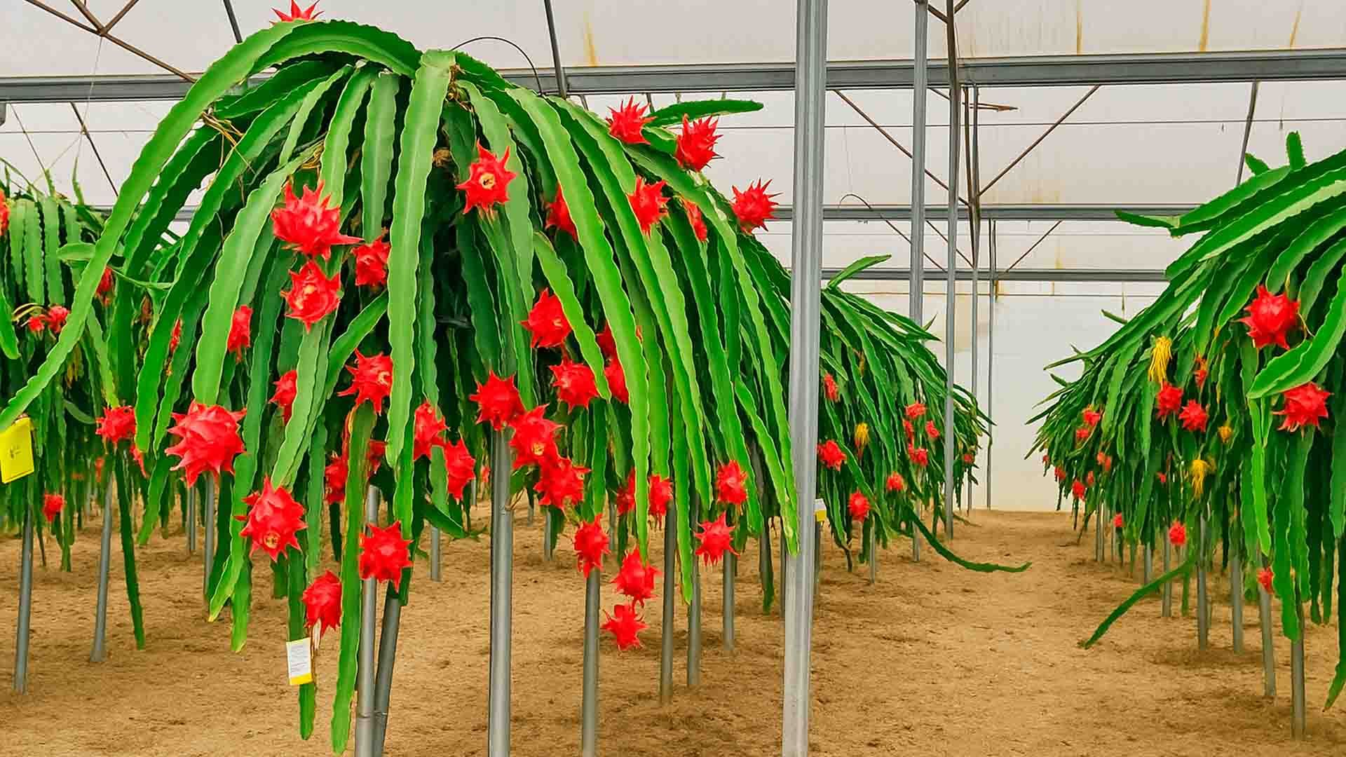 Figura 3. Invernadero de pitaya con cultivo hidropónico ubicado en la Estación Experimental Cajamar 'Las Palmerillas'.